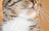 Menselijke medicijnen die veilig zijn voor de huidallergieën bij katten