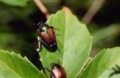 How to Make zelfgemaakte organische Bug Spray voor planten