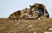 Feiten over Baby tijgers