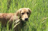 De oorzaken van honden eten van vuil en gras