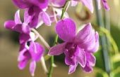 How to Make orchideeën uit nylonkousen