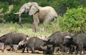Bedreigde dieren in de regenwouden van Congo River Basin