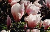 Hoe ver uit de buurt van een huis om een magnoliaboom te planten?