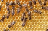 Wat gebeurt er met bijen & wespen nachts?