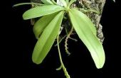 Hoe te identificeren en elimineren orchidee plagen