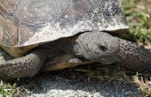 Hoe te identificeren van Florida Land schildpadden
