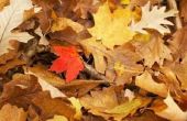 Welke kleuren blad hebben eiken bomen in de herfst?