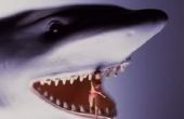 Hoe te doden de reusachtige krab in "Hungry Shark"