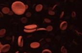 Rode bloedcellen en zuurstof tijdens het sporten