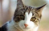 Beste geneeskunde van de vlo voor katten: voordeel of Frontline?