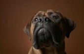 Gezondheidsproblemen bij Boxer honden