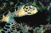How to Keep Gnats uit mijn schildpad Aquarium