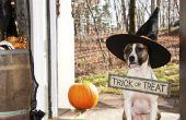 Doggie Dracula: Halloween kostuums voor huisdieren