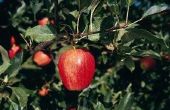 How to Spray om te voorkomen dat de fruitbomen van de productie van Fruit