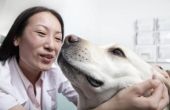 Benazepril medicatie voor honden