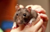 Tekenen van verlamming bij oudere ratten