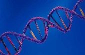 Wat zijn enkele kenmerken van DNA?