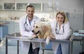 Sarcoom kanker bij honden
