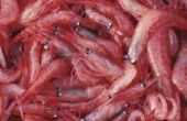 Wat Is Krill dat wordt gevoed aan vis?