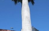 Hoe lang moeten de palmbomen het spel na het planten