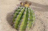 Hoe te een Barrel Cactus planten