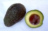 Het groeiseizoen voor avocado 's