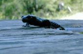 Hoe de zorg voor een rode-Backed Salamander