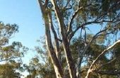 Informatie over Florida eucalyptusbomen