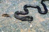 How to Get Rid van zwarte slangen in Centraal Florida
