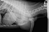 Schadelijke effecten van röntgenstraling bij honden