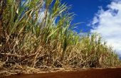 Voordelen & nadelen van suikerriet