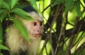 Hoe de zorg voor een aap van de Kapucijnen