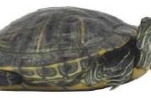 Schildpadden die zijn gevonden in Indiana