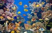 Definitie van een aquatisch ecosysteem