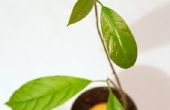 De potgrootte van de voor een Avocado Plant