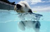 Wat zijn de gevaren van huisdieren zwembad Water drinken?