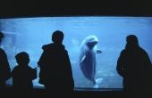 Hoe Kids vragen beantwoorden over walvissen