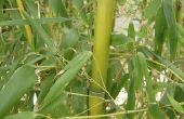 Groei van een Chinese bamboe boom