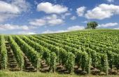 PEST-analyse voor de wijnindustrie