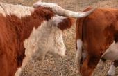 Hoe meng & Feed Hay rantsoenen voor runderen