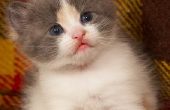 Hoe kan u helpen een Kitten met zere ogen