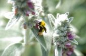 Soorten bijen & Hornets in Zuid-Californië
