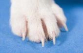 Wat heet de Cuticle op een Dog's nagel?