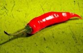 How to Take Care van een Mini binnen rode Chili peperplant