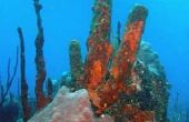 Bedreigde dieren van het koraalrif