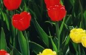 Waarom tulpen kleur wijzigen