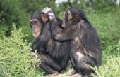 Chimpansee paring gewoonten
