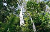 Wat planten groeien in een regenwoud?