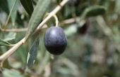 How to Grow zwarte olijven