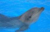 Waar om te zwemmen met dolfijnen in Sarasota, Florida